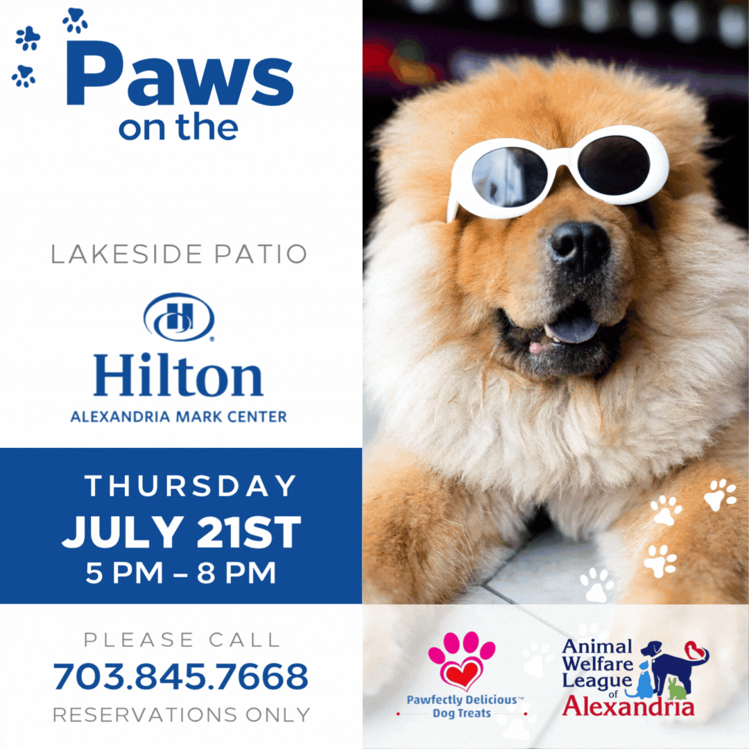 Animated Paws on the Patio event promo featuring a chow chow wearing sunglasses